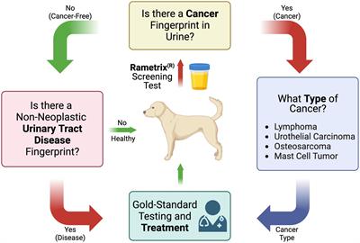 Cancer detection in dogs using rapid Raman molecular urinalysis